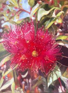 red-flowering-gum-web